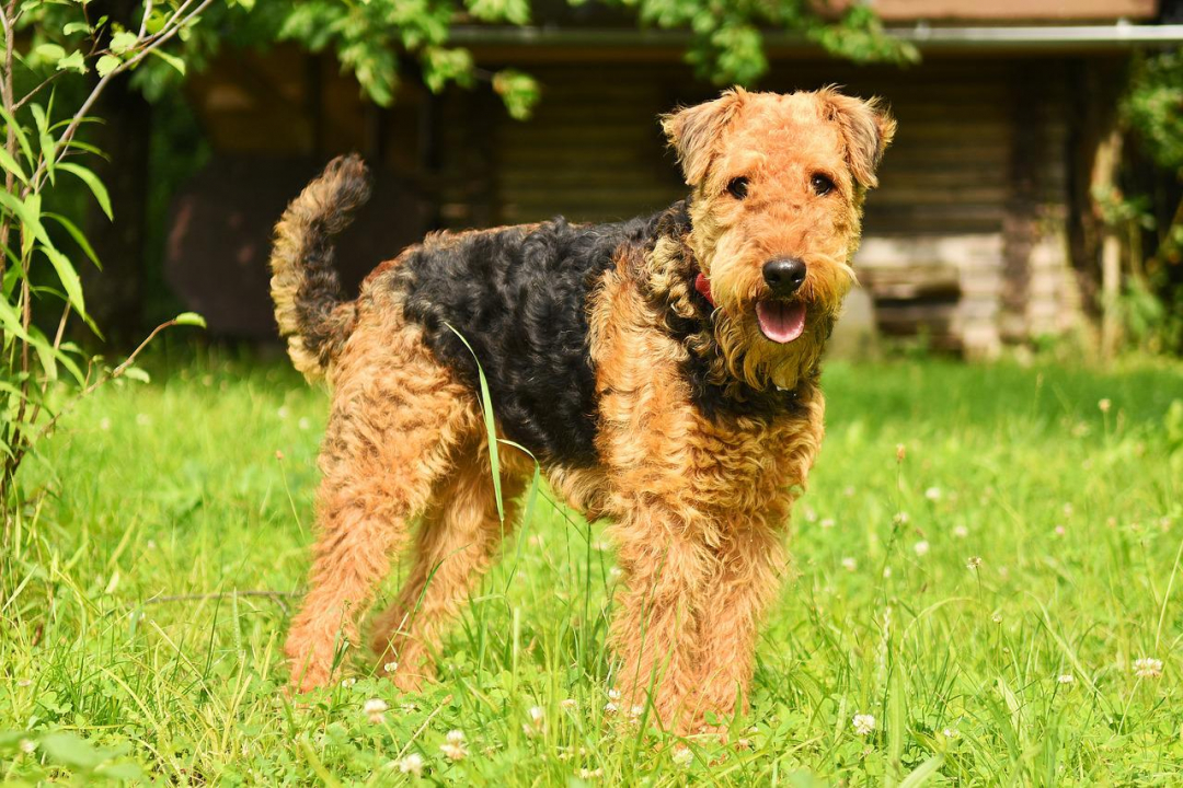 Airedale Terrier Breeders in 32 States
