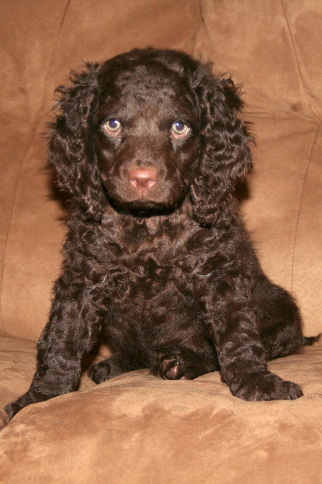 American Water Spaniel Breeders in 1 States