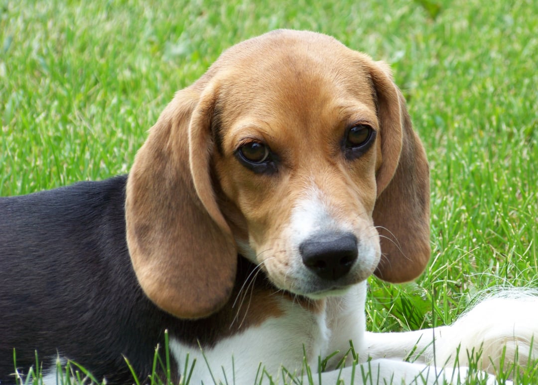Beagle Breeders in 37 States