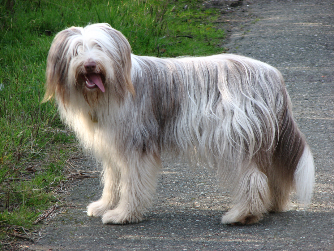 Bearded Collie Breeders in 3 States