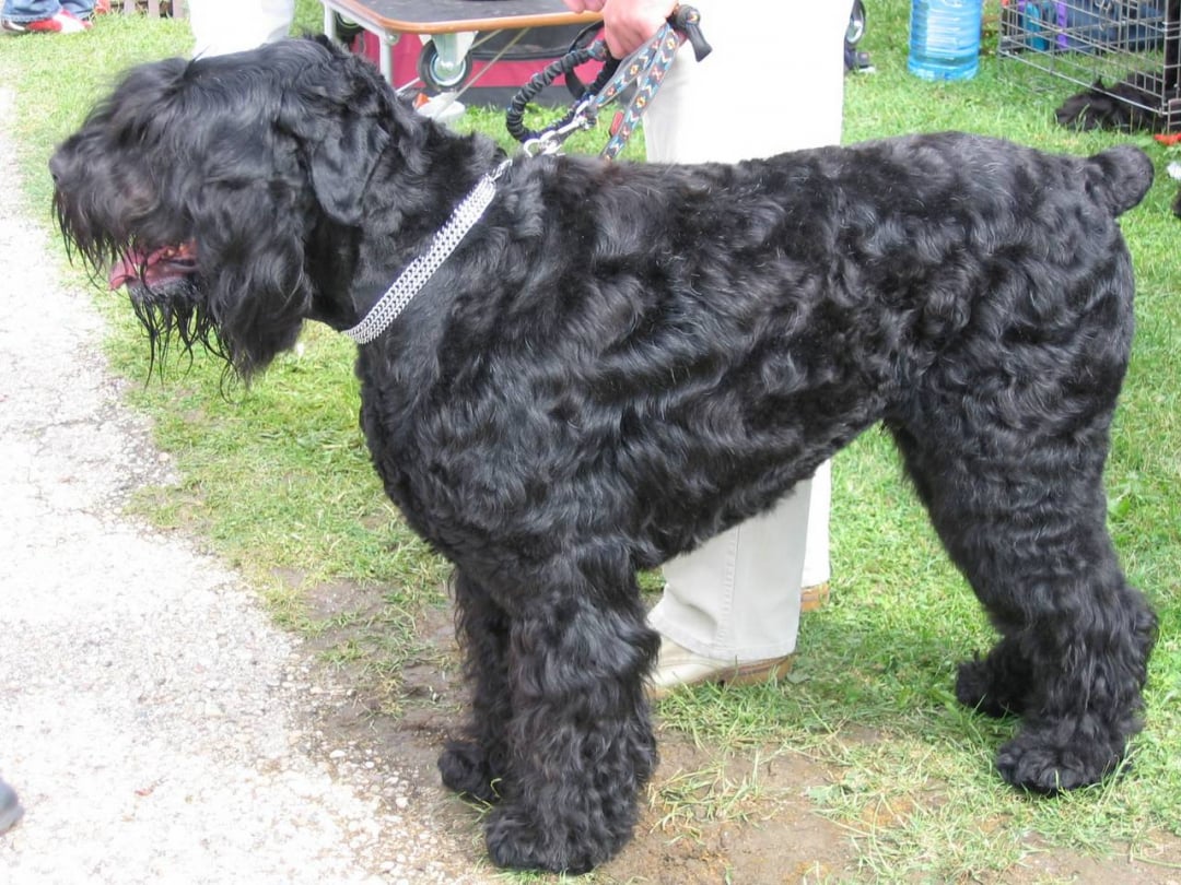 Black Russian Terrier Breeders in 17 States