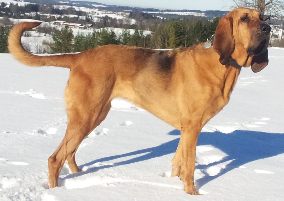 Bloodhound Breeders in 31 States