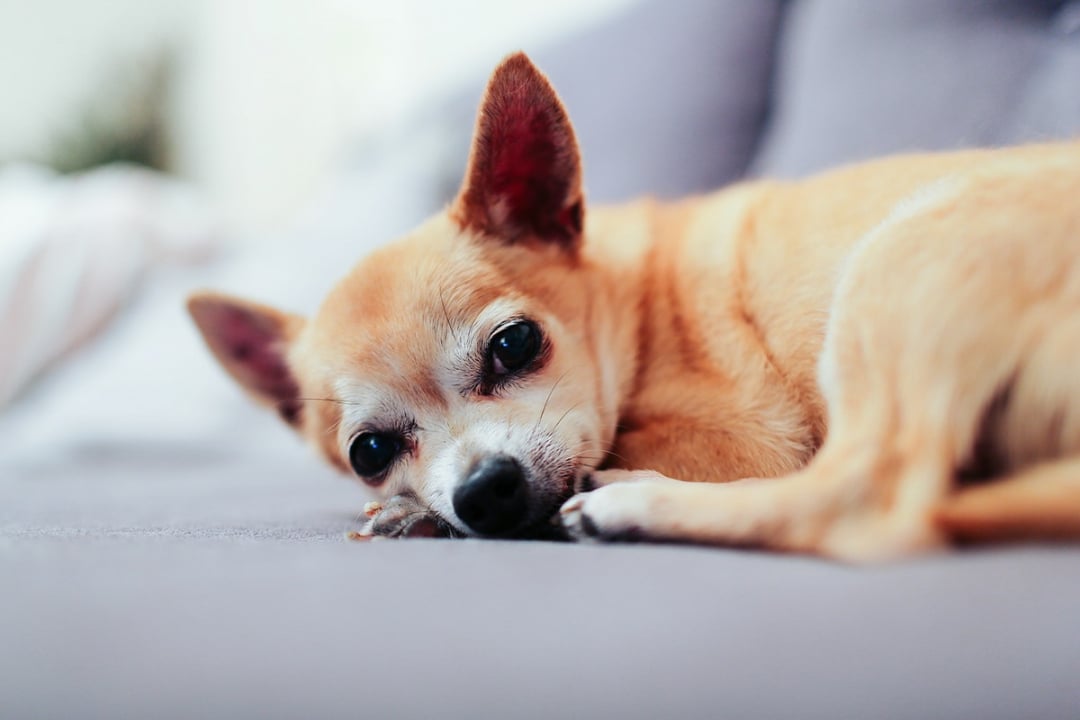 Chihuahua Breeders in 36 States