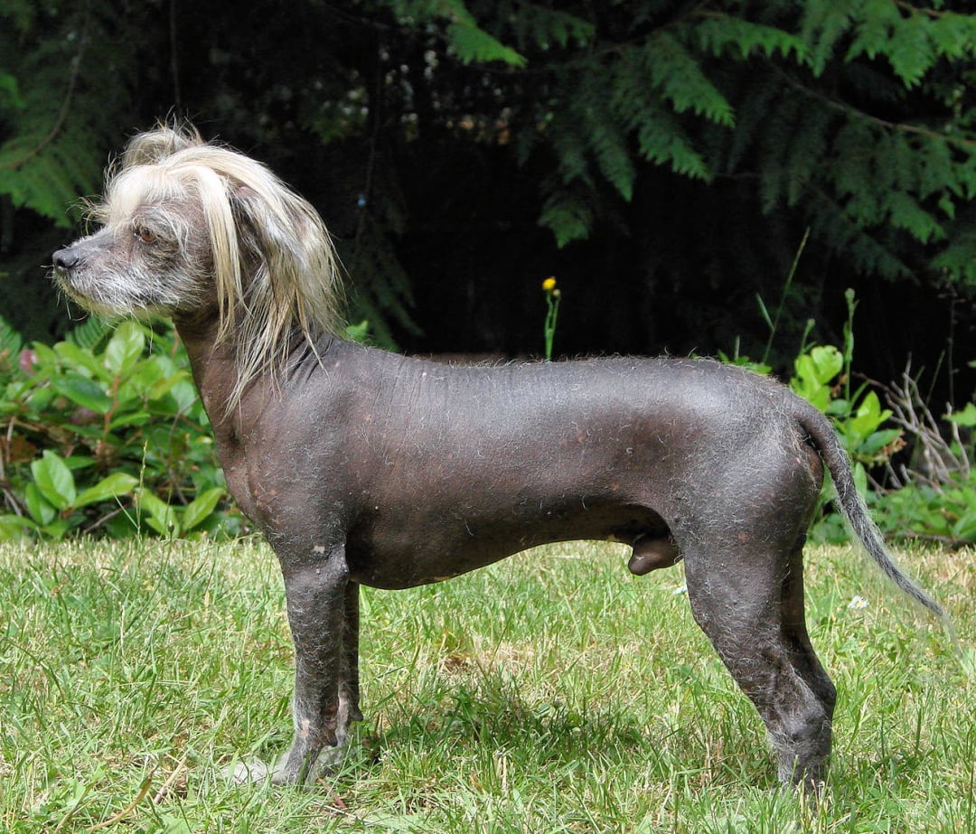 Chinese Crested Breeders in 25 States