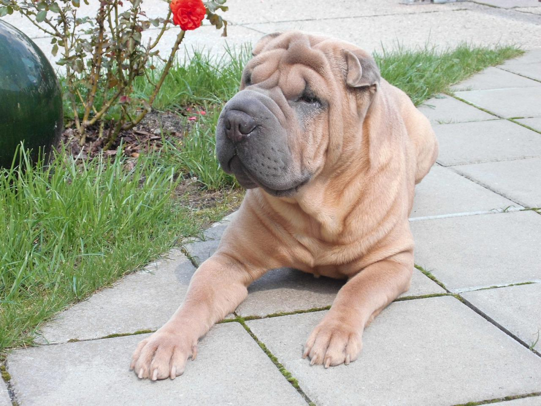 Chinese Shar-Pei Breeders in 30 States