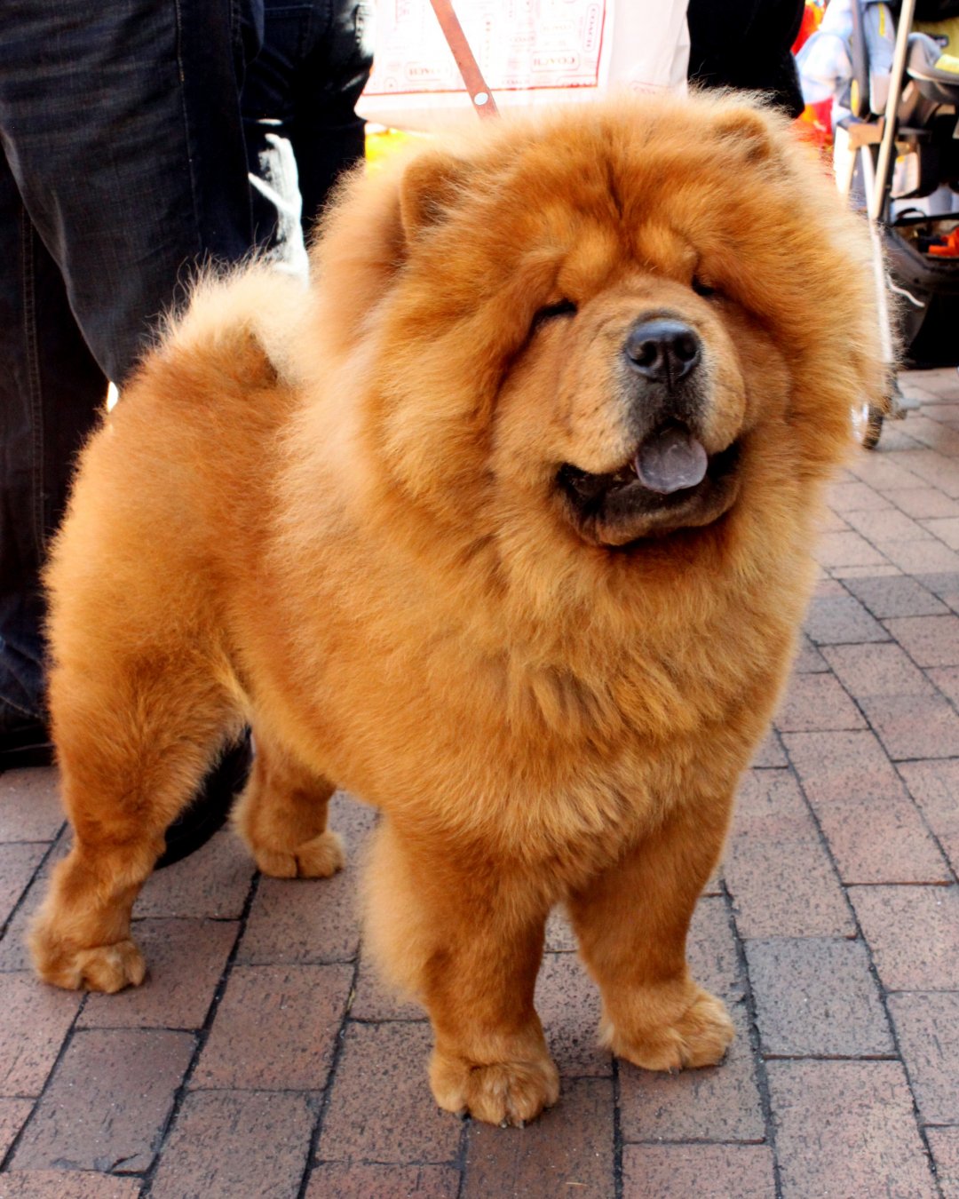 Chow Chow Breeders in 17 States