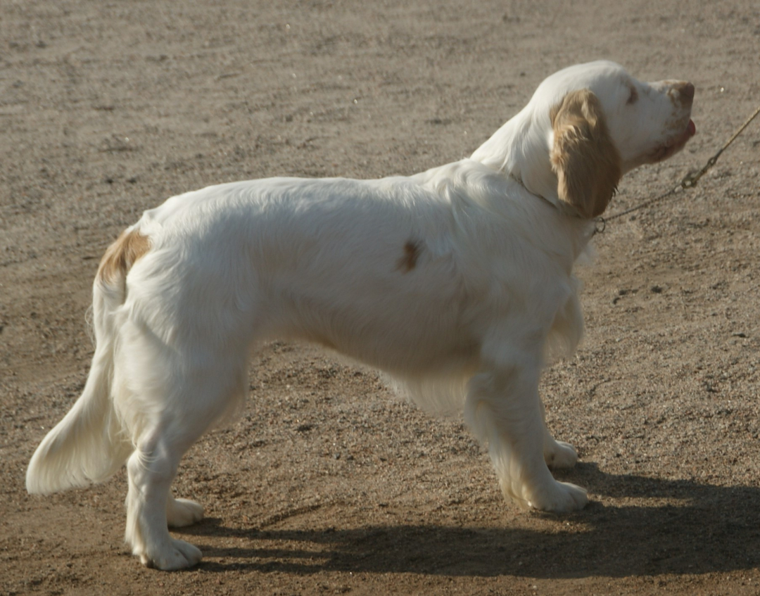 Clumber Spaniel Breeders in 7 States