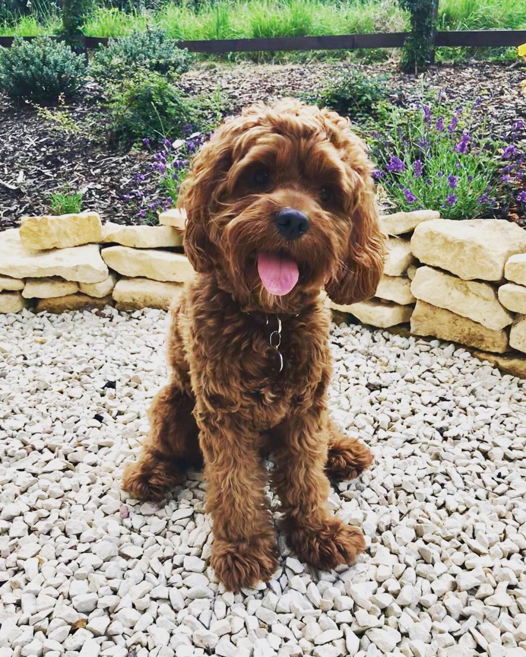 Cockapoo Breeders in 6 States