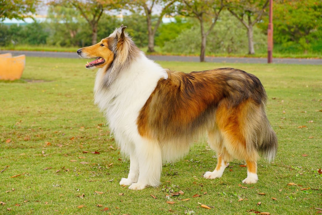 Collie Breeders in 39 States