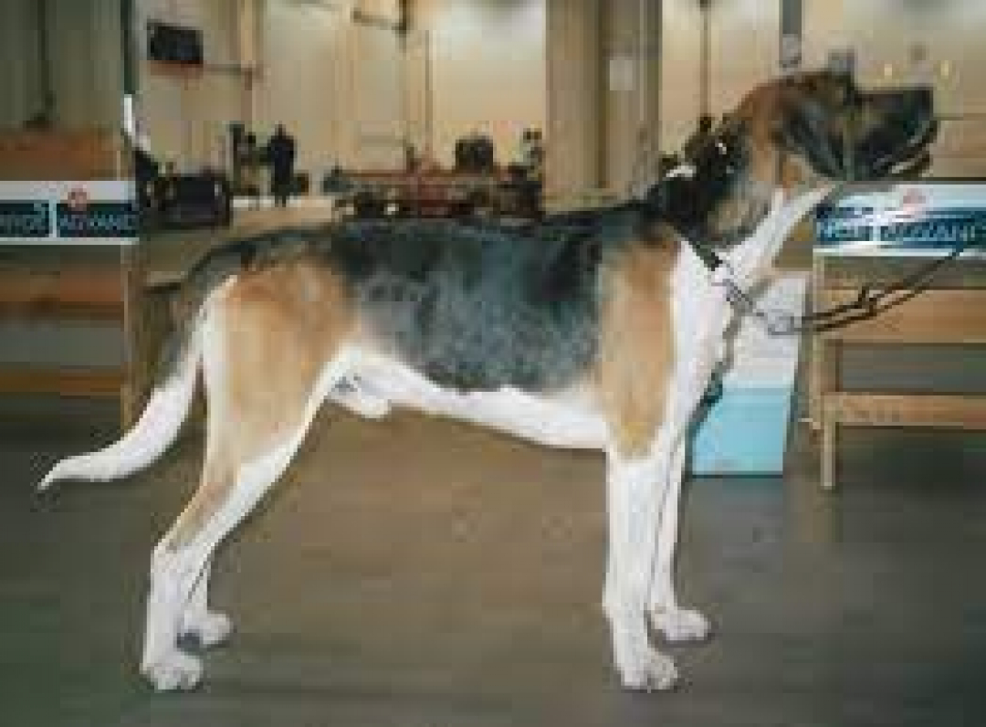 English Foxhound Breeders in 1 States