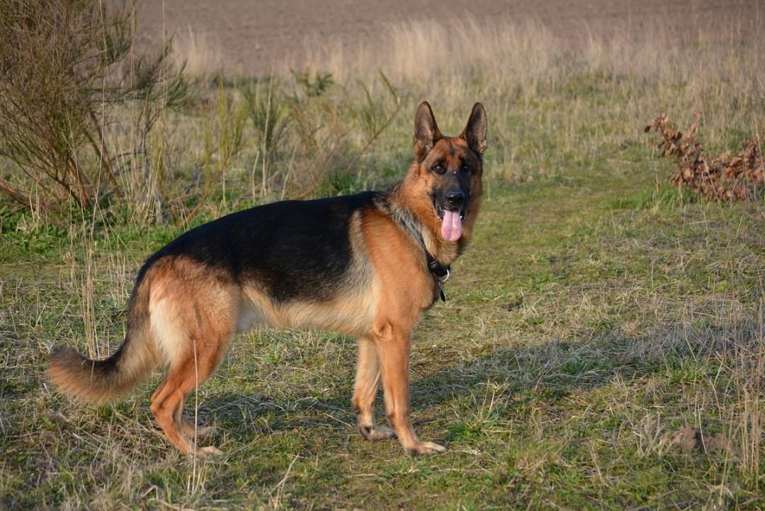 German Shepherd Dog Breeders in 49 States