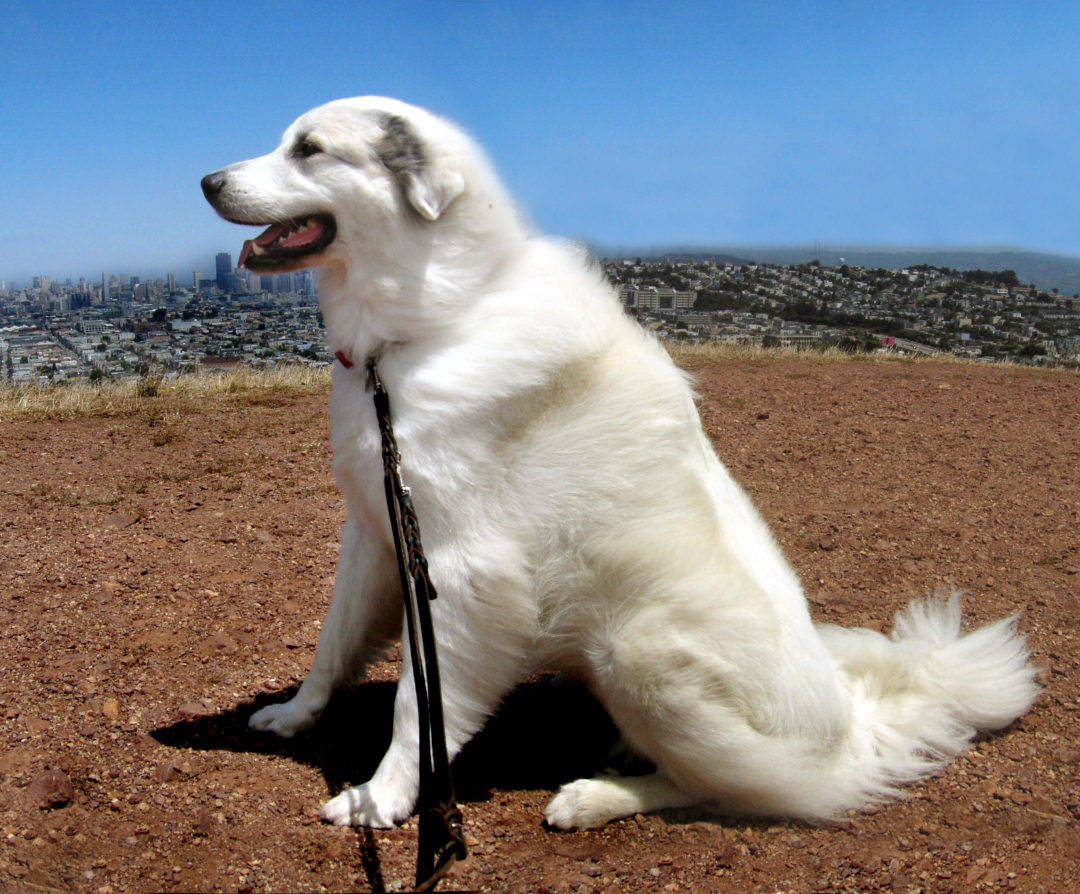 Great Pyrenees Breeders in 34 States
