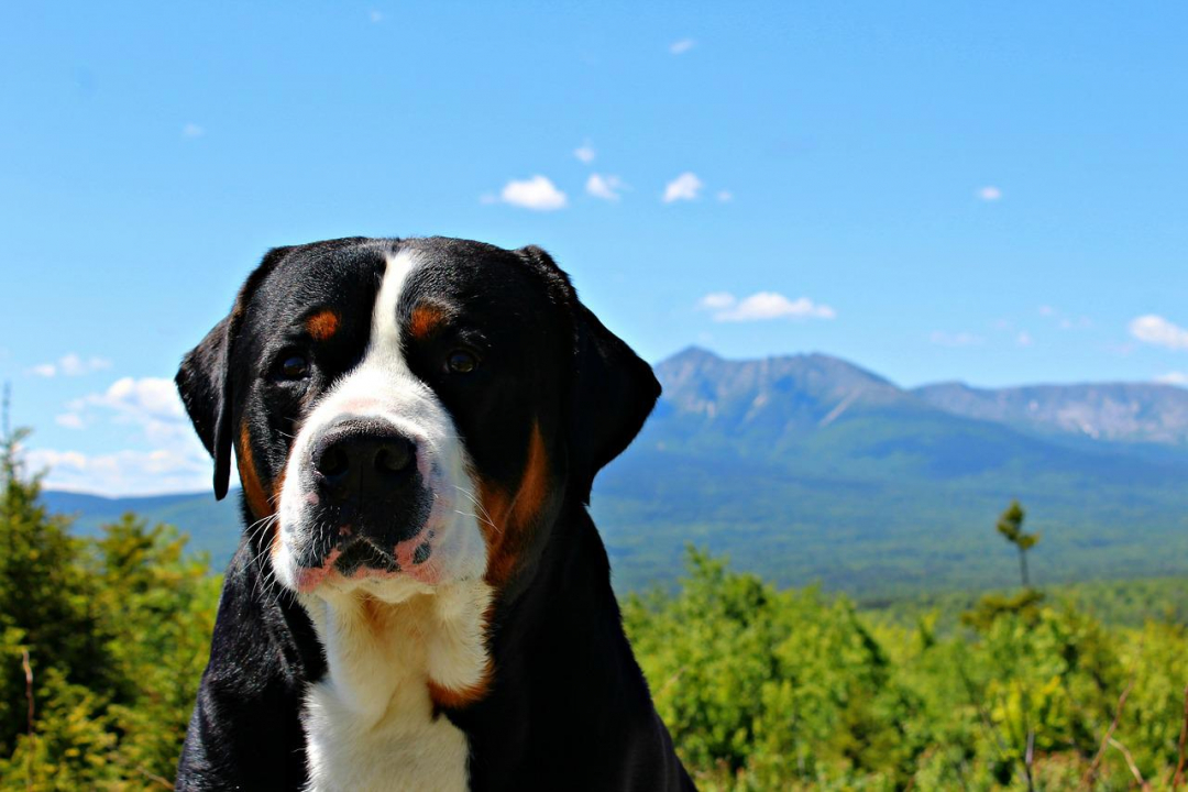 Greater Swiss Mountain Dog Breeders in 20 States