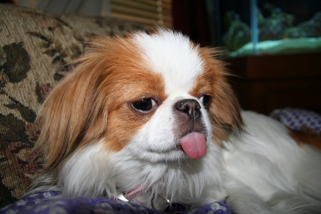 Japanese Chin Breeders in 11 States