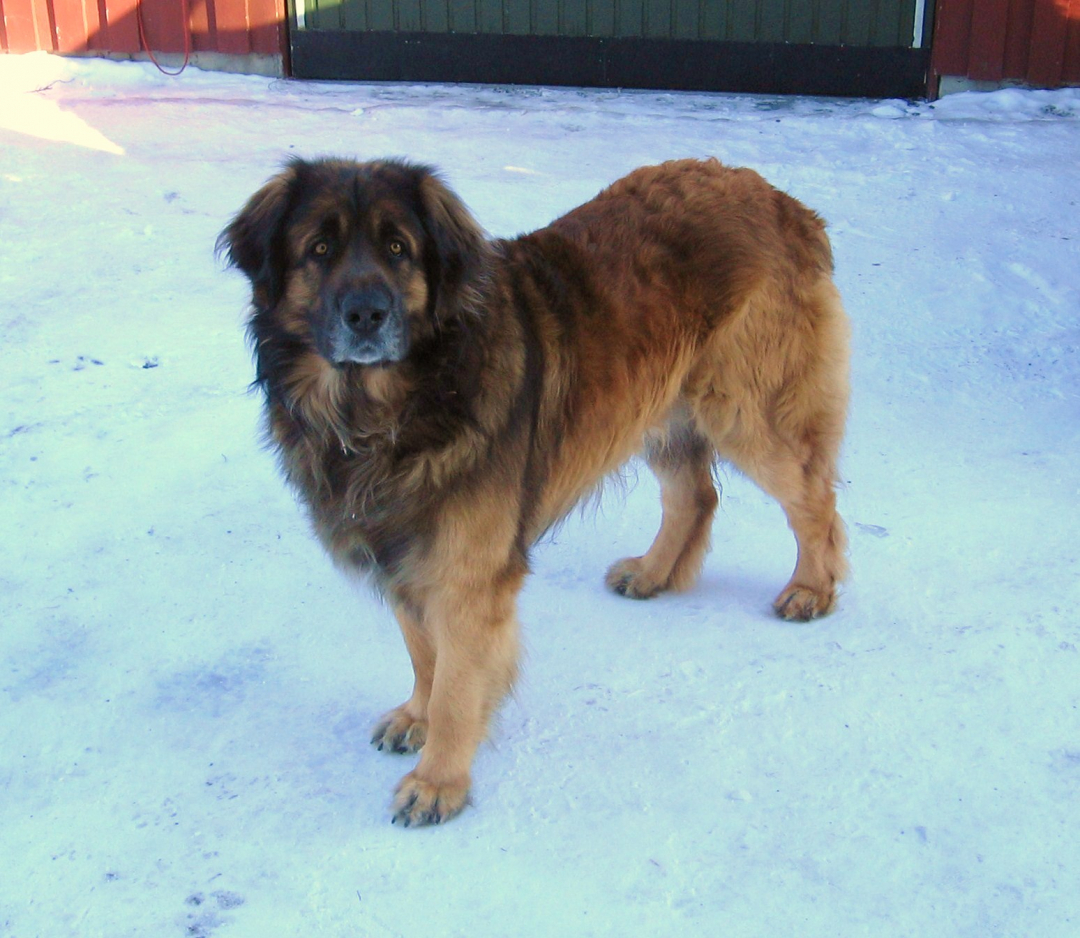 Leonberger Breeders in 6 States