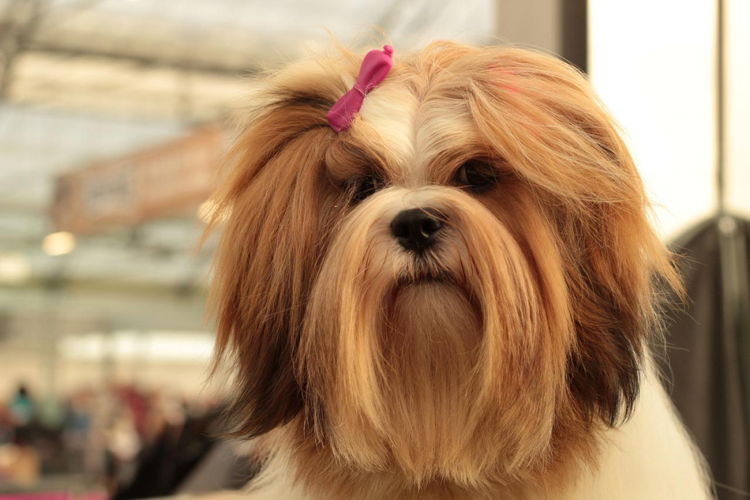 Lhasa Apso Breeders in 21 States