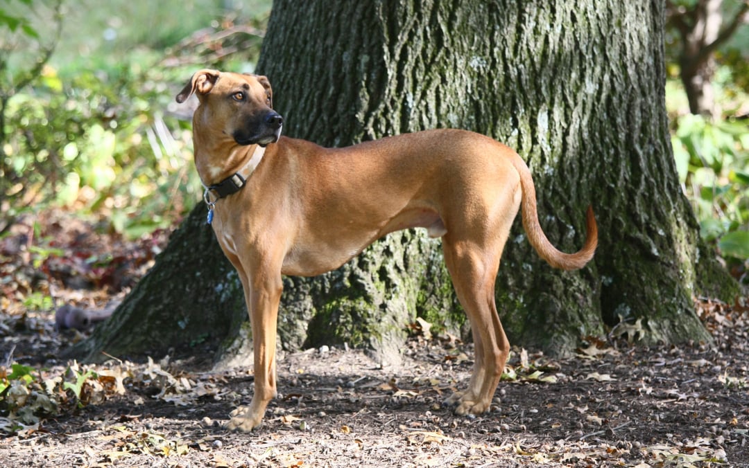 Mountain Cur Breeders in 1 States