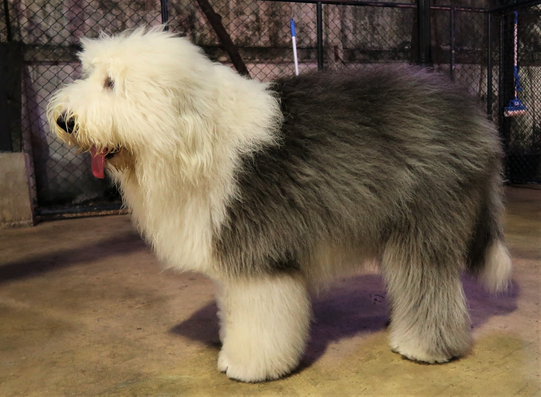 Old English Sheepdog Breeders in 27 States