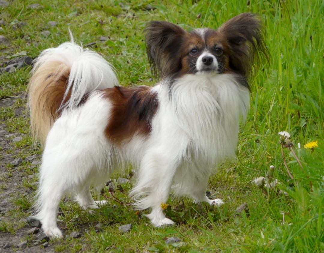 Papillon Breeders in 31 States