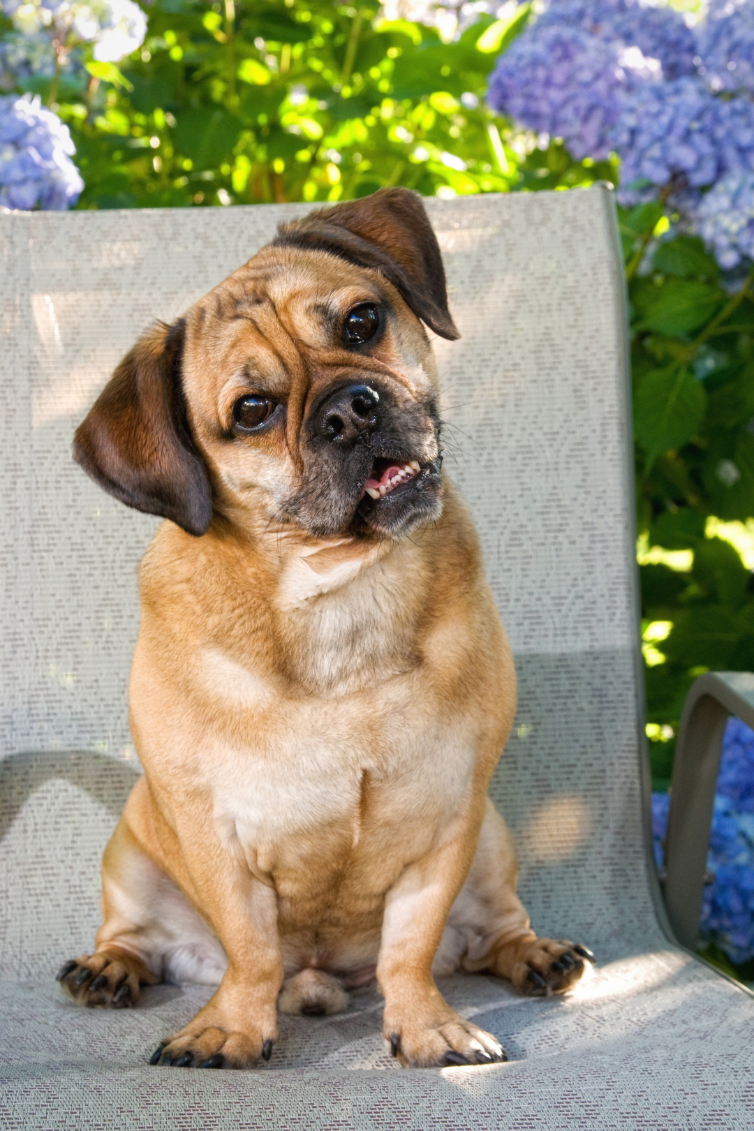 Puggle Breeders in 2 States
