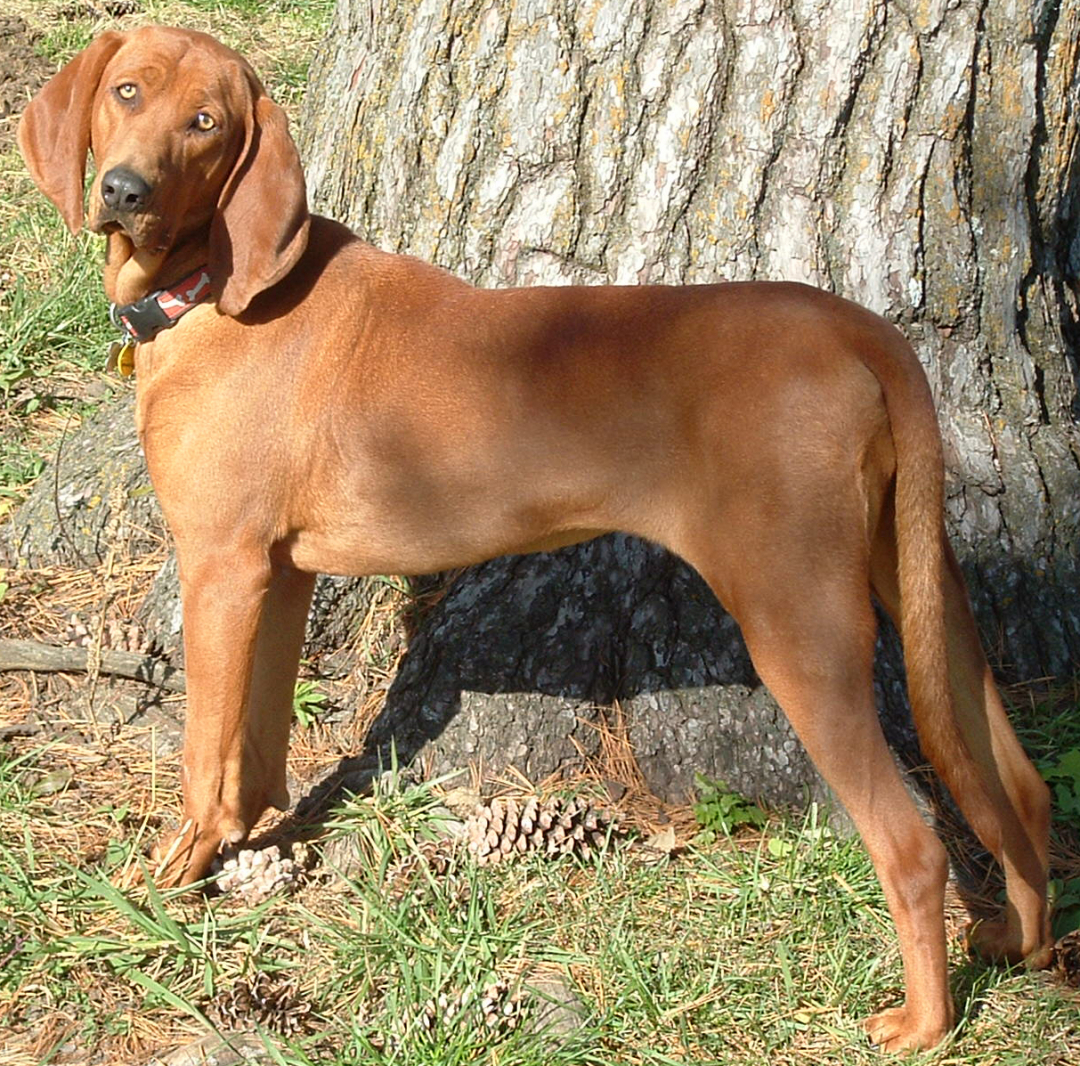 Redbone Coonhound Breeders in 8 States