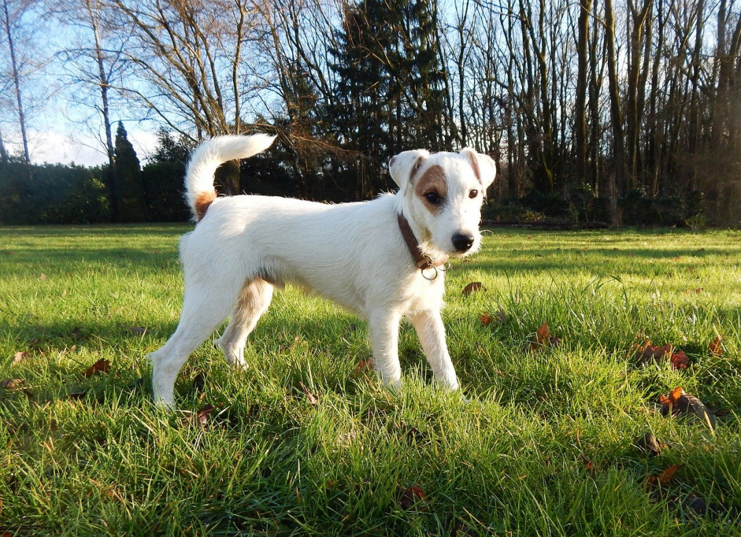 Russell Terrier Breeders in 21 States
