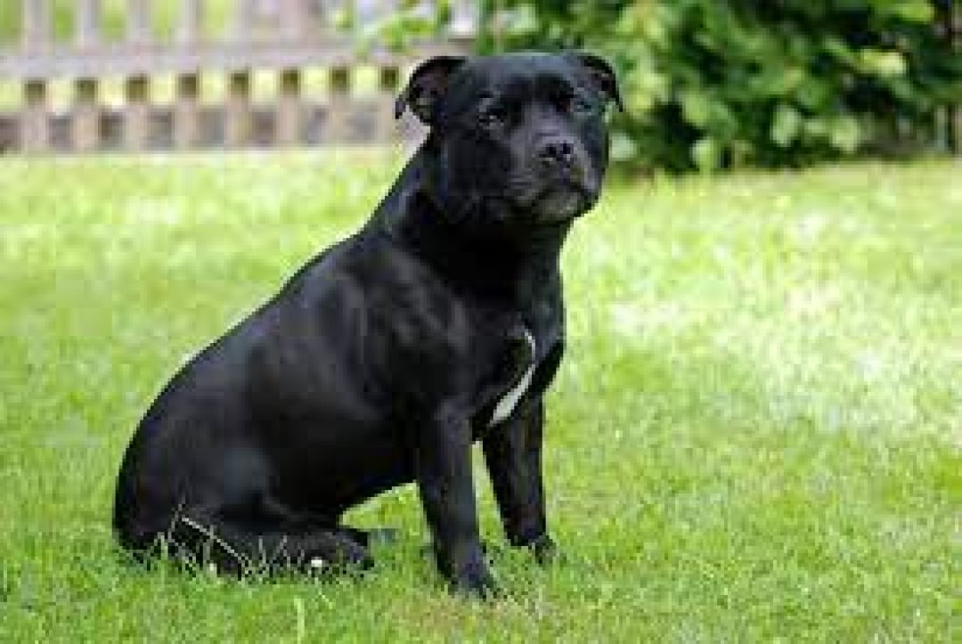 Staffordshire Bull Terrier Breeders in 17 States