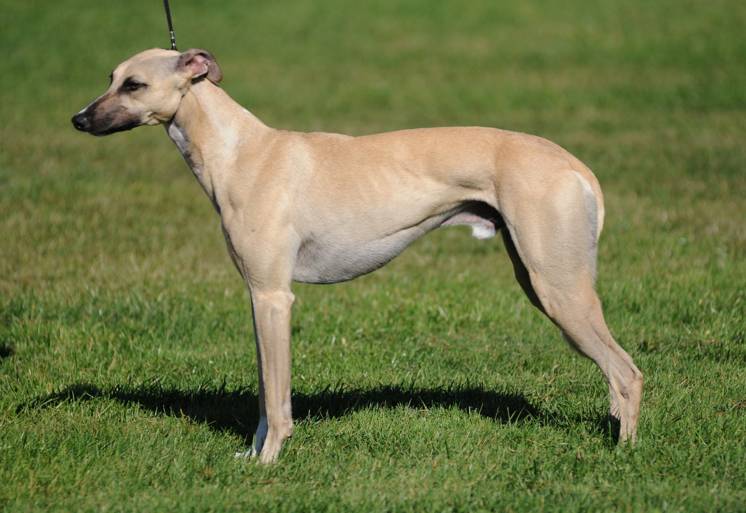 Whippet Breeders in 20 States