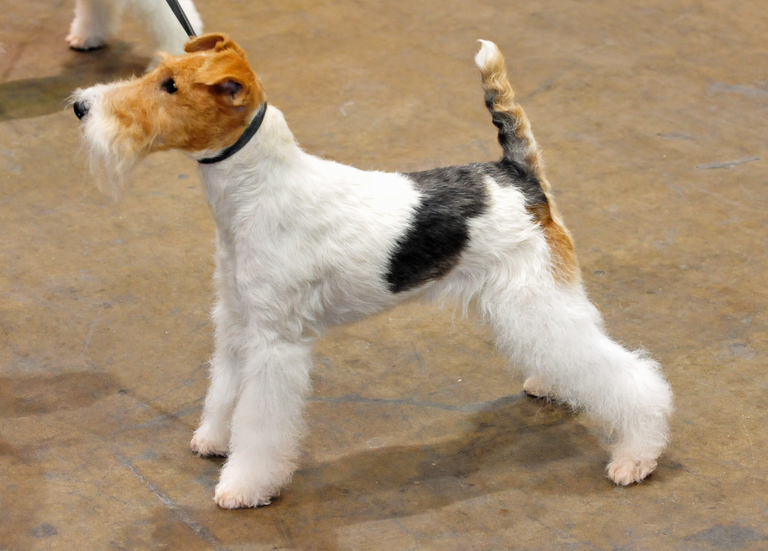 Wire Fox Terrier Breeders in 20 States
