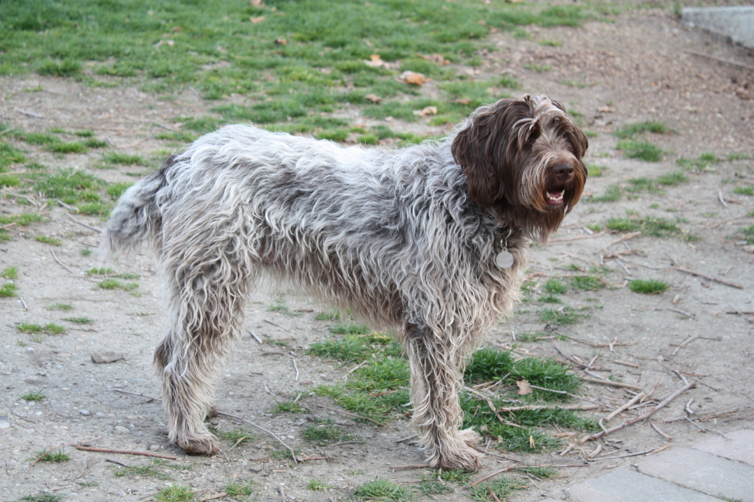 Wirehaired Pointing Griffon Breeders in 26 States