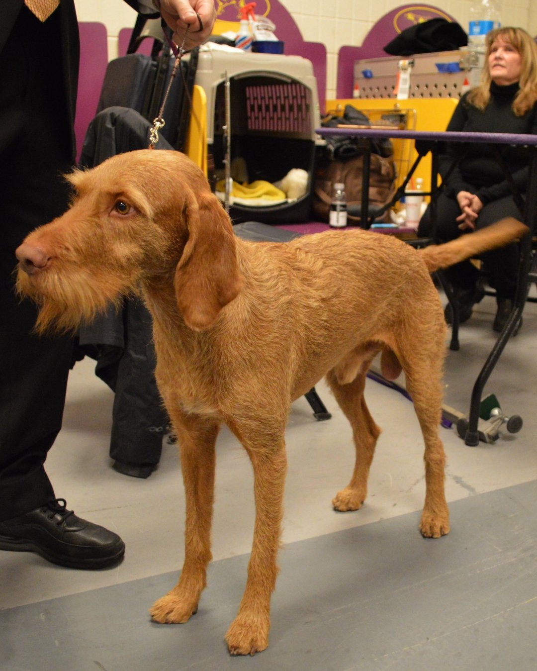 Wirehaired Vizsla Breeders in 5 States