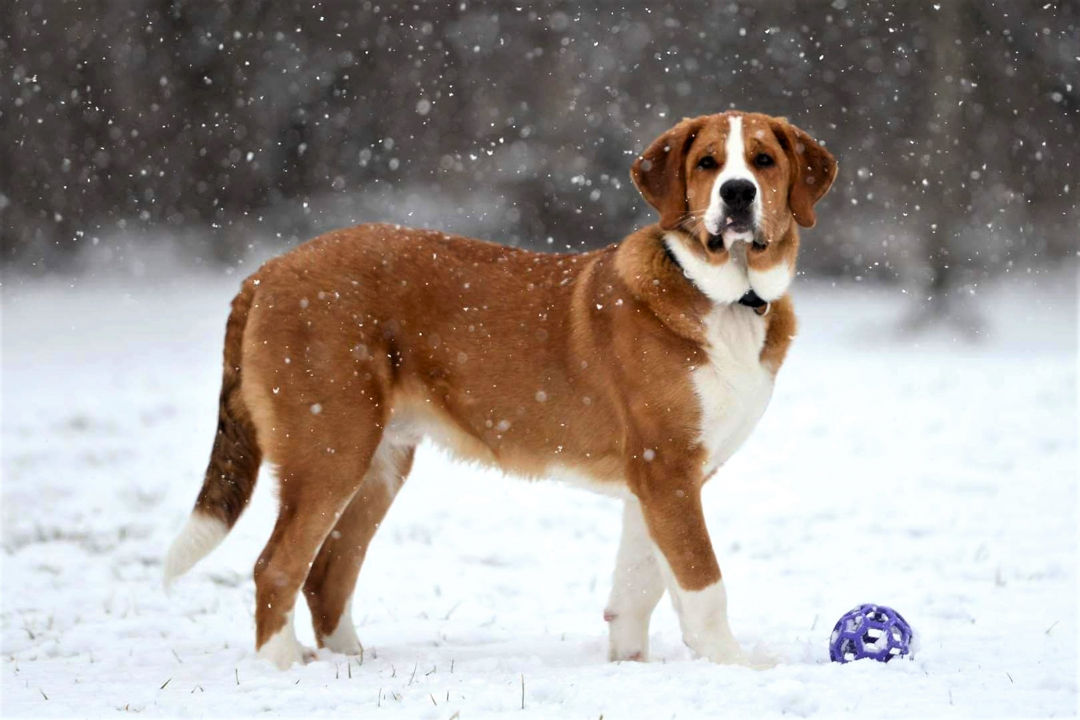 10 Best Dog Breeds for Cold Weather