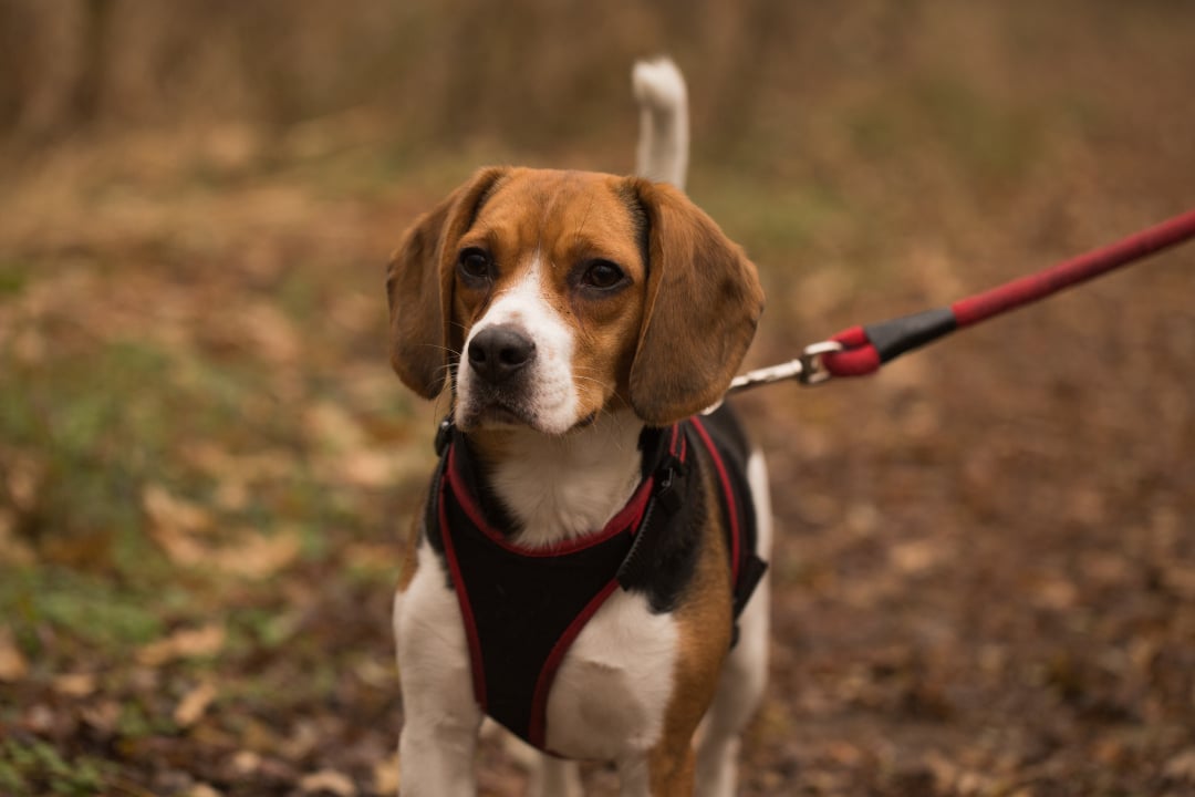 Best Dog Leashes and Harnesses: What to Look For?